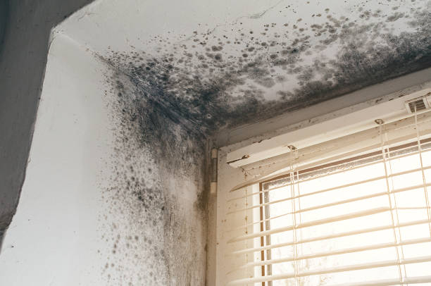 Affordable Mold Remediation solutions in Norwood, NC